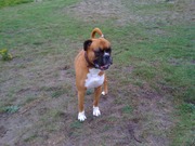 honden foto van corina