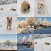 honden foto van wilma slijters