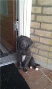 honden foto van natasja