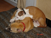 honden foto van karen van doren