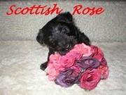 honden foto van Scottish Rose