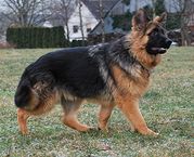 honden foto van Margit Rösner