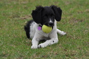 honden foto van bokkie