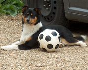Honden Page profiel van Helga