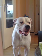 honden foto van Rowan