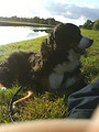 honden foto van aafke kappen