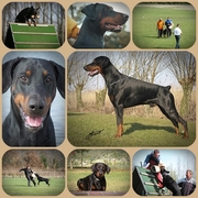 Honden Page profiel van Russkaja Mechta