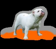 honden foto van Bianca 
