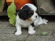 honden foto van Nelly Andeweg
