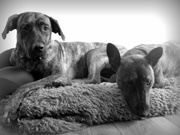 honden foto van kelly,Terra&Chica