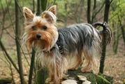 honden foto van karin des  rues