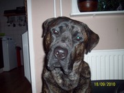 honden foto van Nathalie en Jessica
