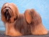 Honden Page profiel van Planet Lhasa