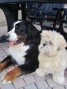 honden foto van sandra, elmo & denzel