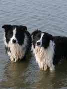 honden foto van Susanne, Billie Jean & Reilly
