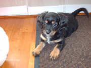honden foto van Jasmine en Chica