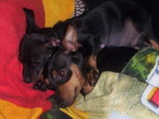 honden foto van Monique en de Dwergpinschers Sasha en Mike