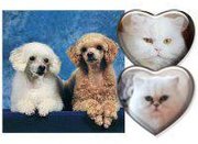 Honden Page profiel van Sandra en de Pets