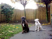 honden foto van Lexi