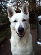 honden foto van Petra