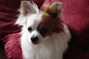 honden foto van anita
