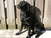honden foto van Francis
