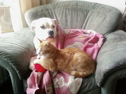 honden foto van Sharon Reukers