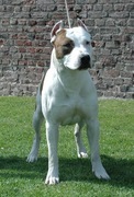 honden foto van daven