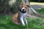 honden foto van Claudia