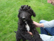 honden foto van Lydia en Floris