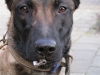 Honden Page profiel van Werkhondenkennel Cuja`s