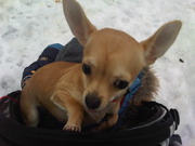 honden foto van Kiki