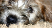 honden foto honden foto van wouter