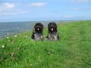 Honden Page profiel van Joop en Magda