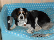honden foto van kelly verhaegen