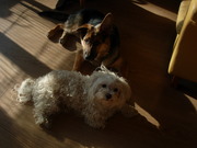 honden foto van Mariëlla*Dusty&Baco