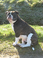 honden foto van Voets