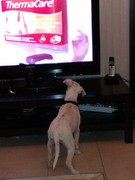 honden foto honden foto van u will b in my heart