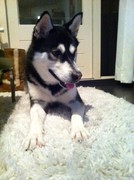 honden foto van HP Koops