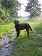 honden foto van Hanneke & Mieke