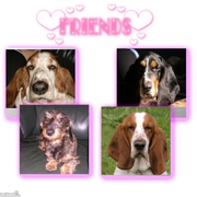 honden foto van Mirjam