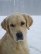 honden foto van kaatje