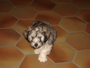honden foto van sammie