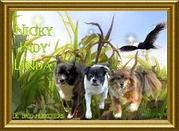 honden foto van Nilindy