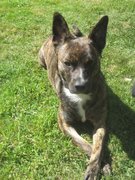 honden foto van veerle