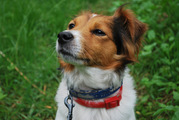 honden foto van Eline & Rody