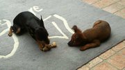honden foto van Natascha Jongeneelen