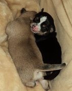 honden foto van Ana