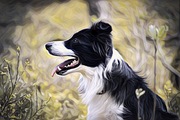 honden foto honden foto van Iris