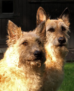 honden foto van Laekense herders 